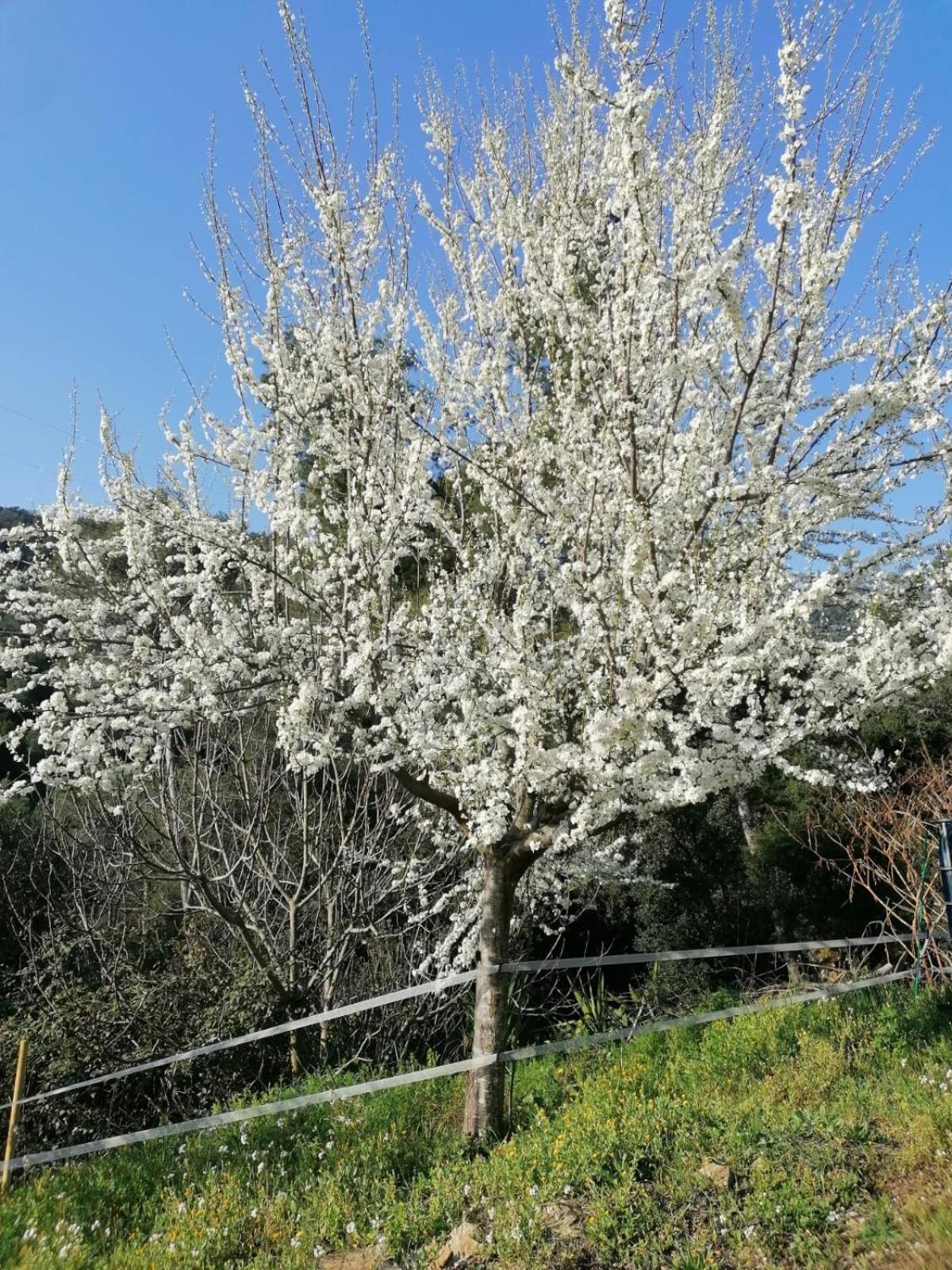 לה גאריגה Masia Can Sunyer Agroturismo מראה חיצוני תמונה